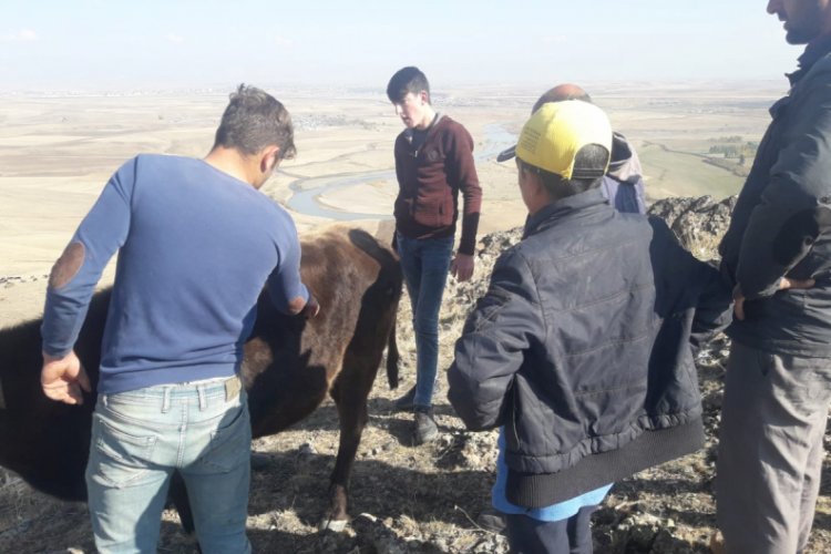 Kayalıklar arasında sıkışan ineği k&ouml;yl&uuml;ler kurtardı