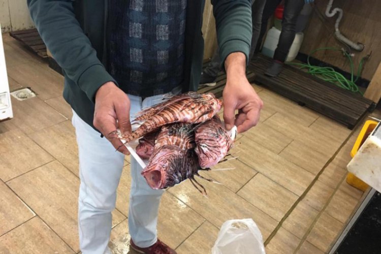 Zehirli balık istilası fiyatları artırdı