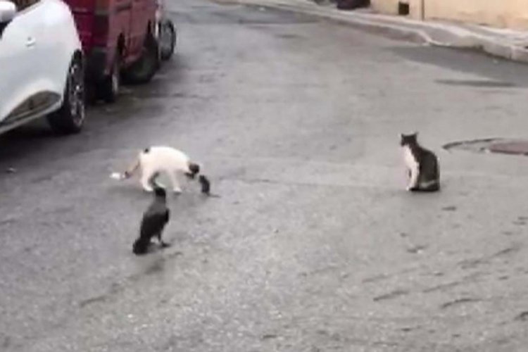 İstanbul�da sokaklarda kedi ve farelerin oyunu Yaşam Haberleri