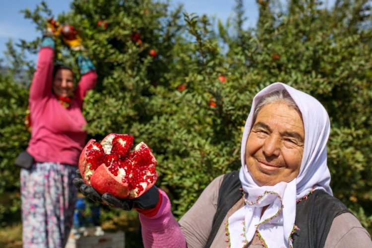 Kırmızı nar &uuml;reticiyi memnun etti