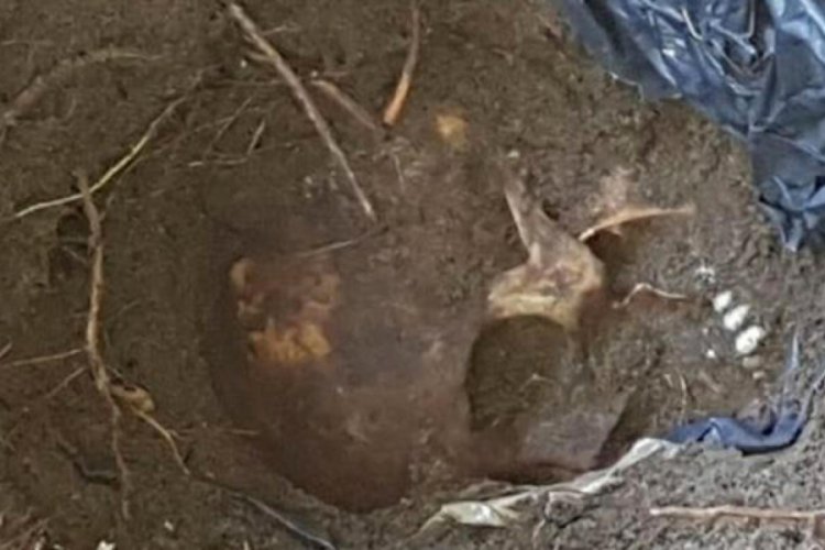 Meksika'da 42 kafatası ve kemik par&ccedil;aları bulundu