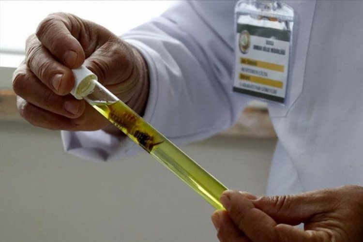 Bursa'da kestanede milyonlarca dolar zararı "torymus" &ouml;nleyecek