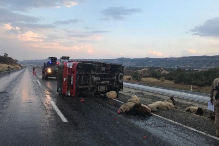 Siirt'te kamyonun &ccedil;arptığı 15 koyun telef oldu