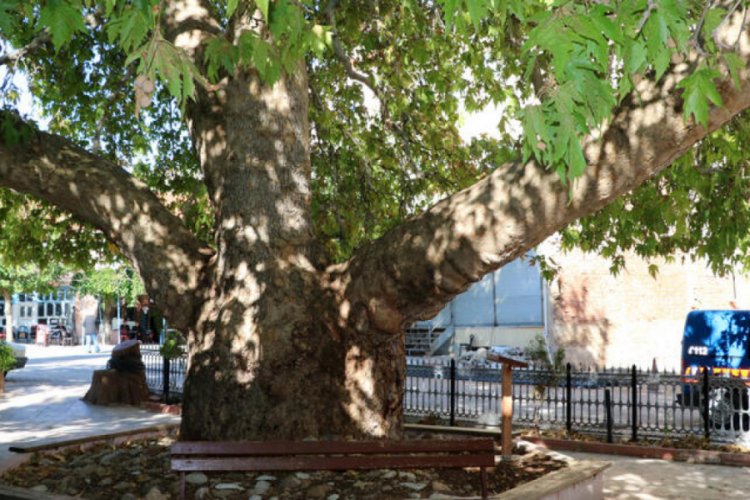25 metrelik &ccedil;ınar, 549 yaşında