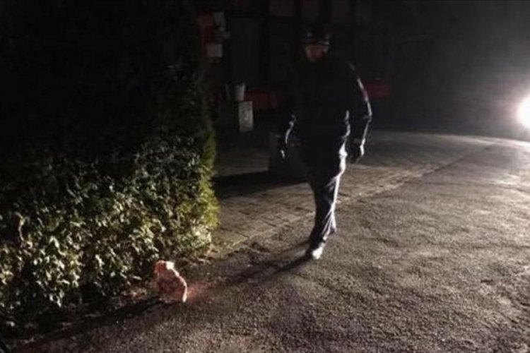Almanya'da cami inşaatına domuz kafası bırakıldı