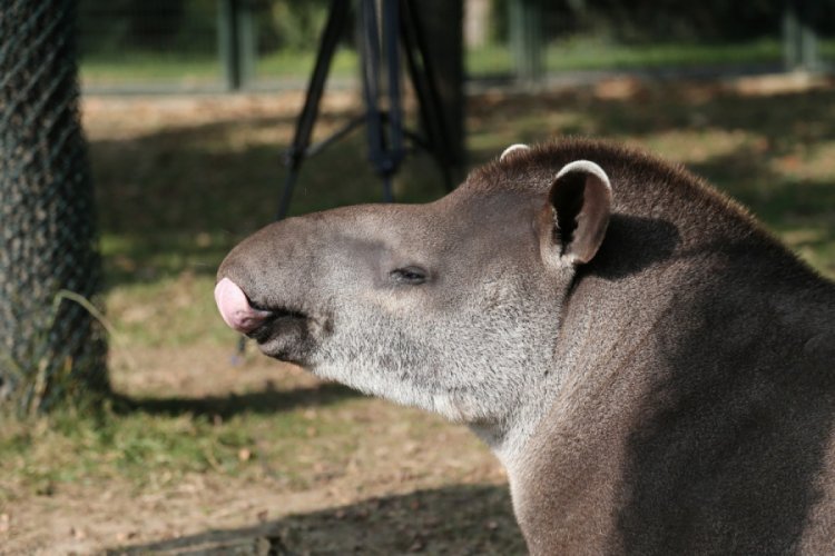 Bursa'da tapirlerin masaj tutkusu