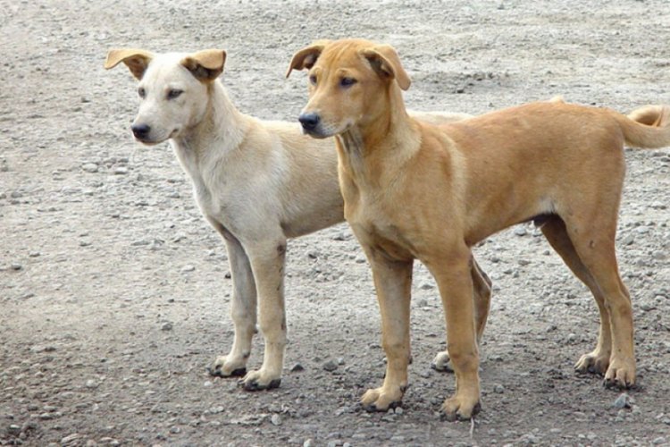 Menfez borusuna sıkışan k&ouml;peği itfaiye kurtardı