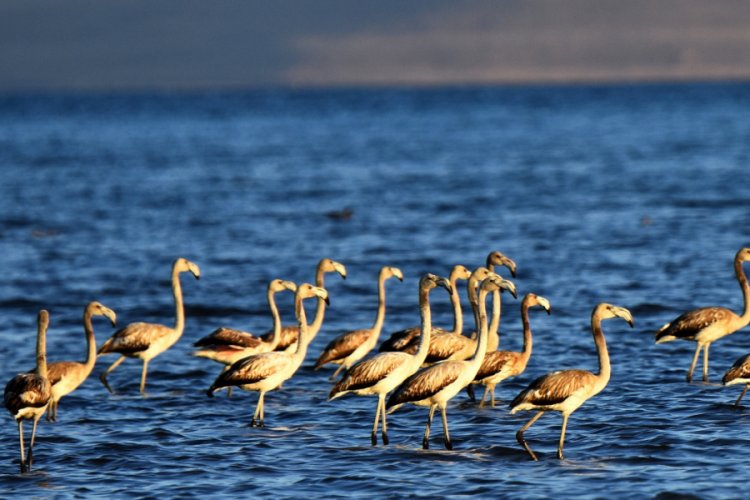 Van G&ouml;l&uuml; binlerce flamingoya ev sahipliği yapıyor
