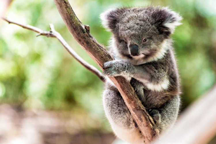 Avustralya'daki yangında y&uuml;zlerce koala hayatını kaybetmiş olabilir