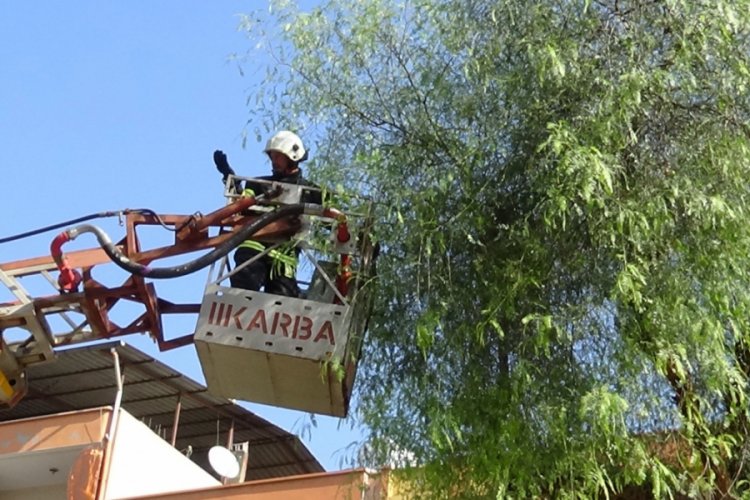 Ağa&ccedil;ta mahsur kalan kediyi itfaiye kurtardı