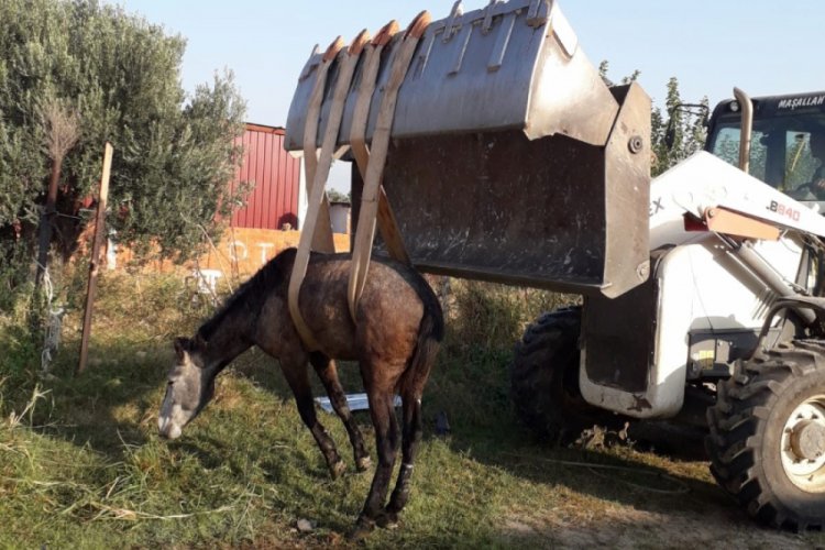 Kanala d&uuml;şen atı itfaiye kurtardı