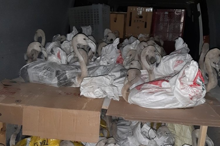 Flamingo satarken yakalandı, 16 bin lira cezaya 'abarttınız' dedi