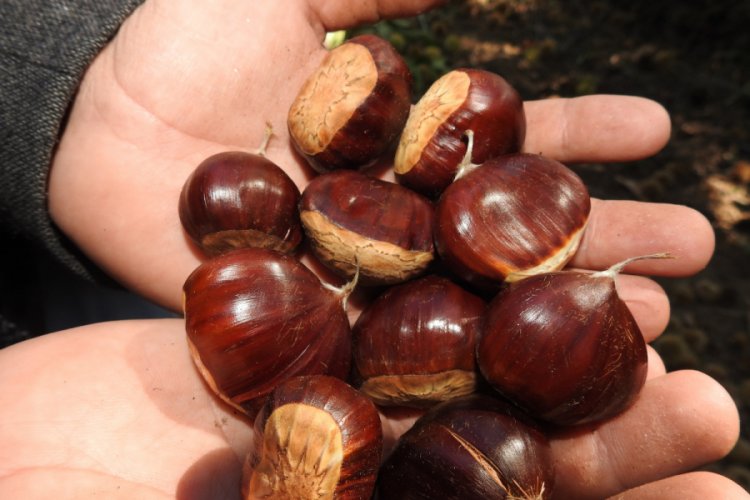 Demirci'de kestane hasadı başladı
