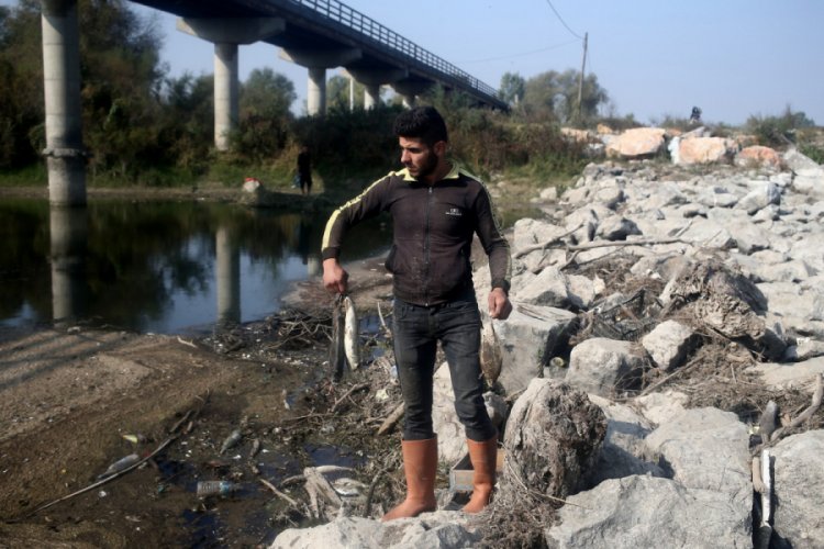 Bursa'da çevre felaketi! Binlerce balık ölü bulundu