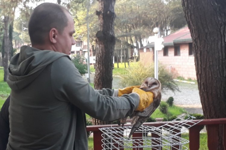 Yaralı baykuş tedavi altında