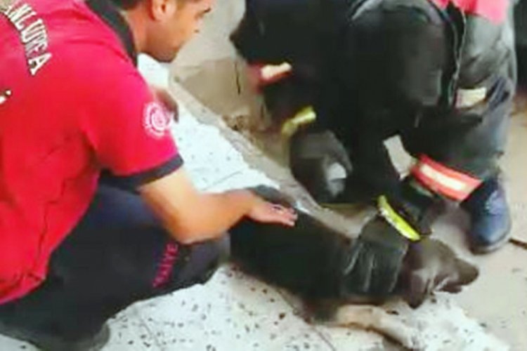 Otomobilde sıkışan k&ouml;pek kurtarıldı