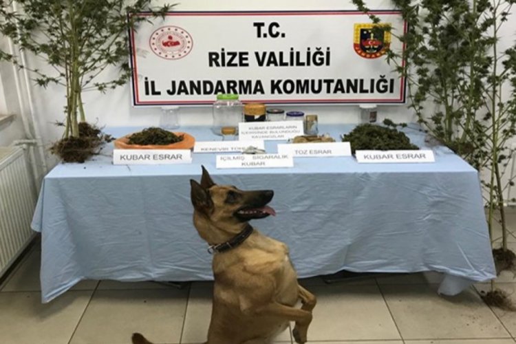 Jandarma su&ccedil;a ge&ccedil;it vermiyor