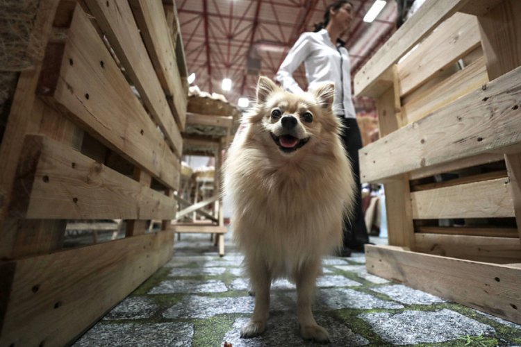 'PETZOO T&uuml;rkiye 2019' a&ccedil;ıldı