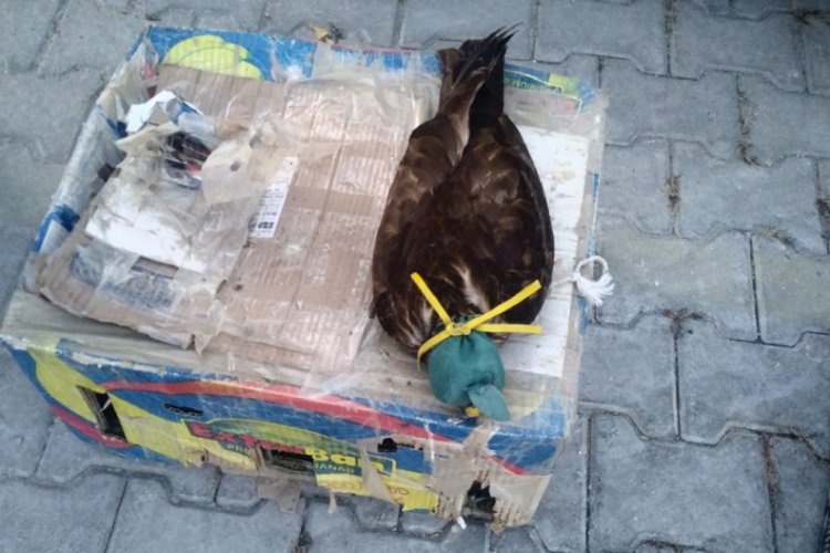 Ka&ccedil;ak avcılara 20 bin lira ceza