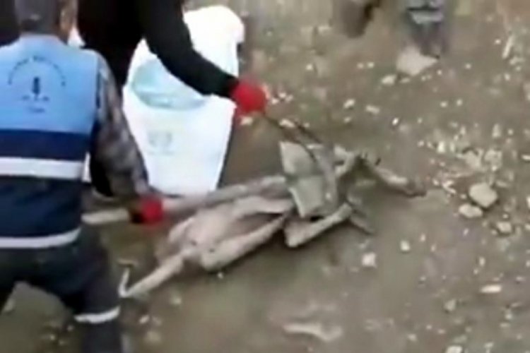 K&ouml;peğe eziyet eden 3 belediye &ccedil;alışanı a&ccedil;ığa alındı