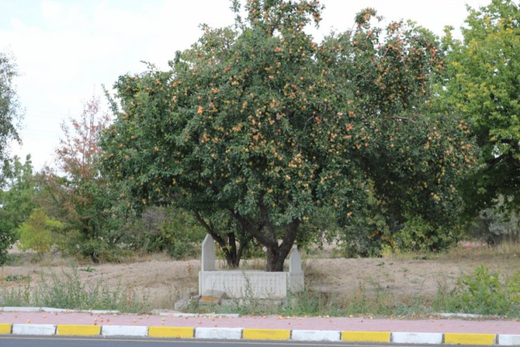 Mezardaki ağa&ccedil;tan her yıl 600 kilo elma