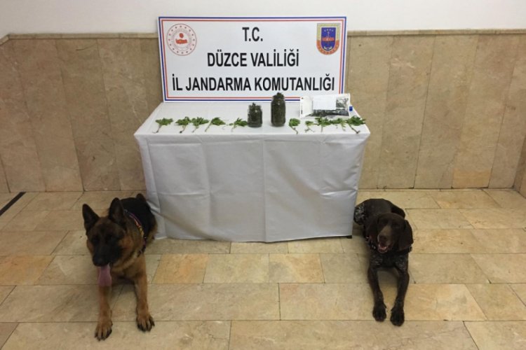Jandarmadan uyuşturucu operasyonu