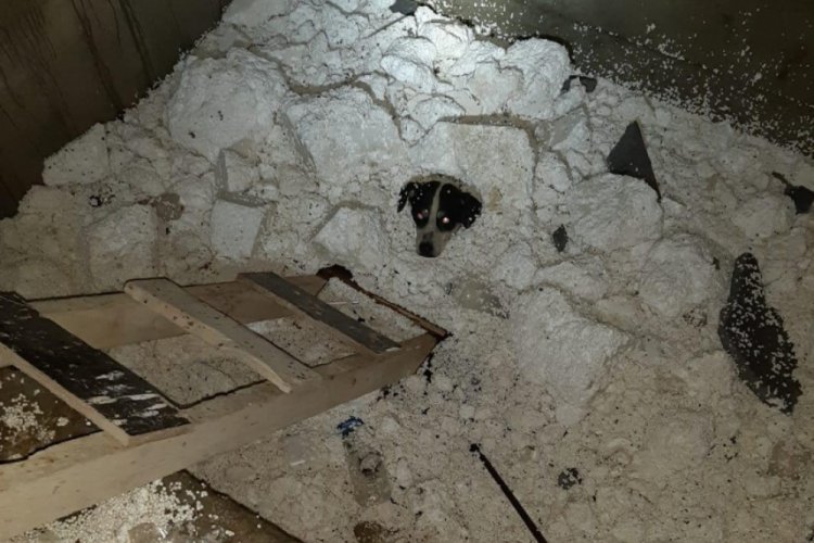Mahsur kalan k&ouml;peği itfaiye ekipleri kurtardı