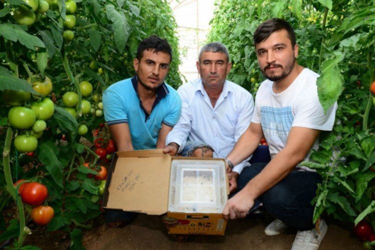 Domates &uuml;reticilerinden Canan Karatay'a tepki