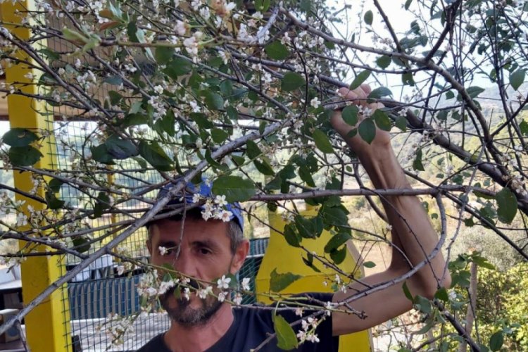 Erik ağacı, kasım ayında &ccedil;i&ccedil;ek a&ccedil;tı