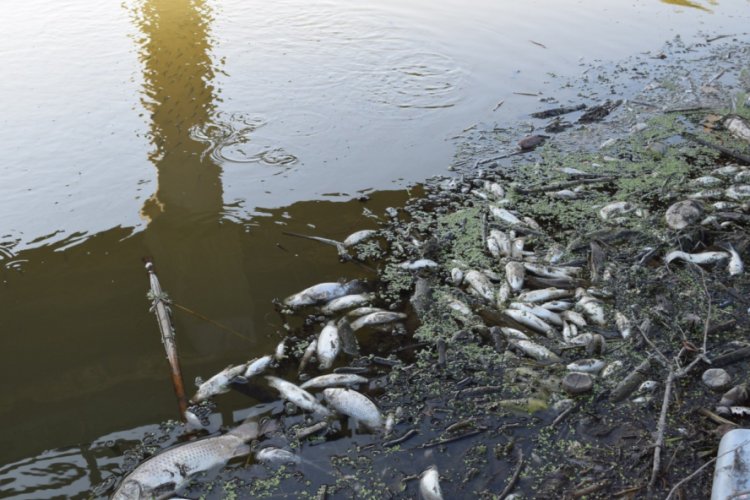 Bursa Valiliği'ndan 'balık ölümleri' açıklaması