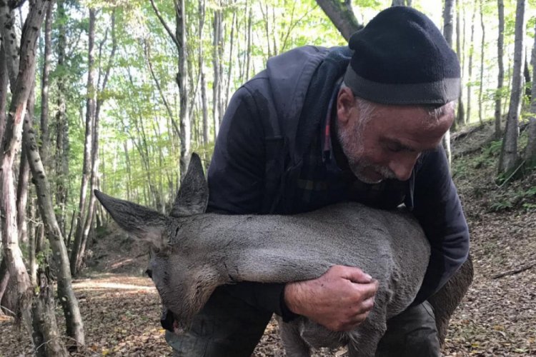Longoz Ormanları'nda bulunan yaralı karacaya tedavi