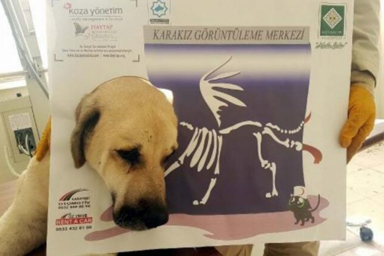 Yaralı bulduğu k&ouml;peğin tedavisi i&ccedil;in 75 kilometre yol katetti