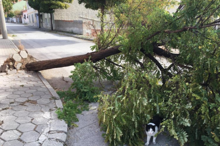Ağacın altında kalmaktan saniyelerle kurtuldu