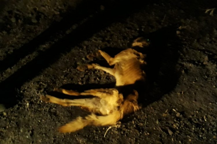 Kırsala bırakılan k&ouml;pekler a&ccedil;lıktan &ouml;ld&uuml;