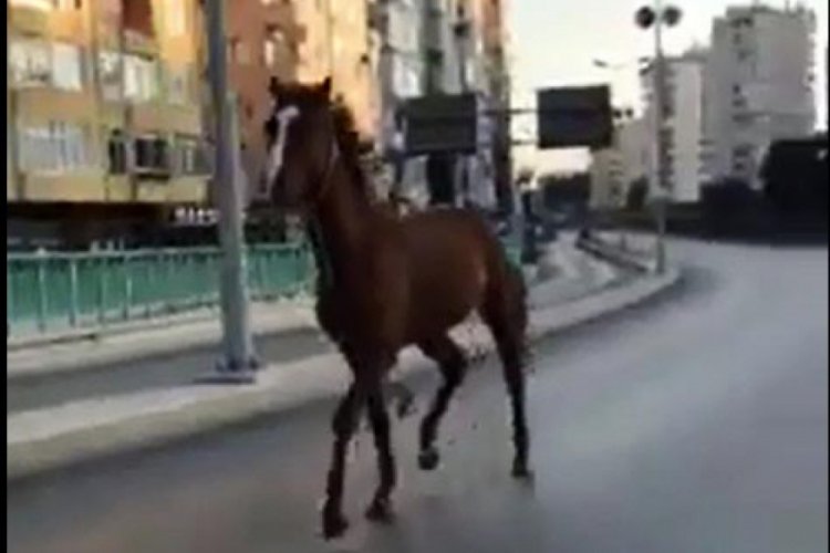 Ana caddede koşan başıboş at şaşırttı