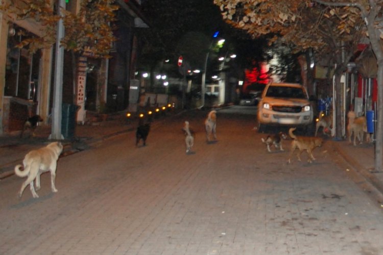 K&ouml;peklerden ka&ccedil;arken bacağını kırdı