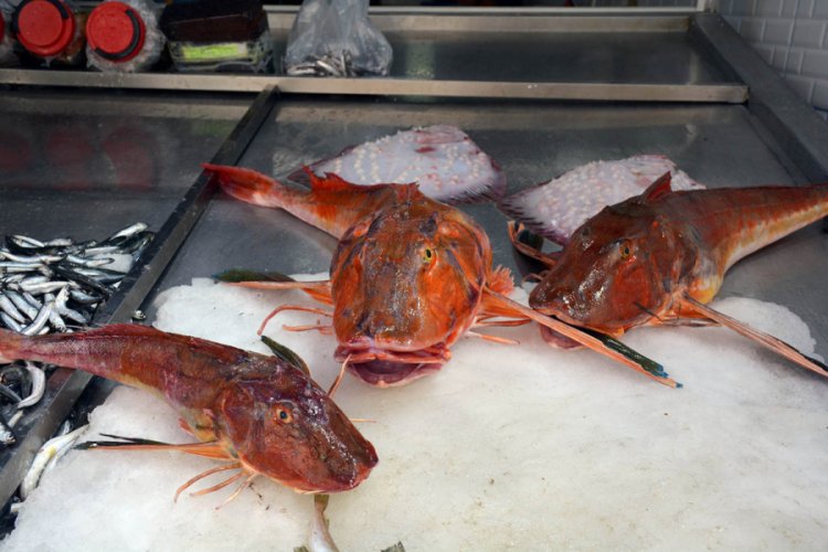 5 kiloluk kırlangı&ccedil; balığı, 500 TL'ye satılıyor
