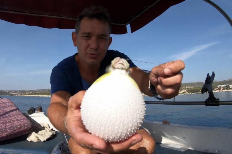 Uzmanından 'balon balığı' uyarısı