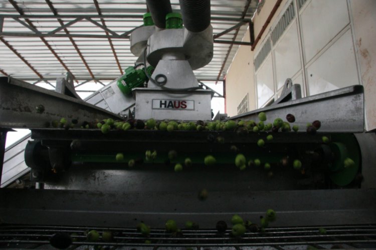 Kilis'te zeytin hasadı erken başladı