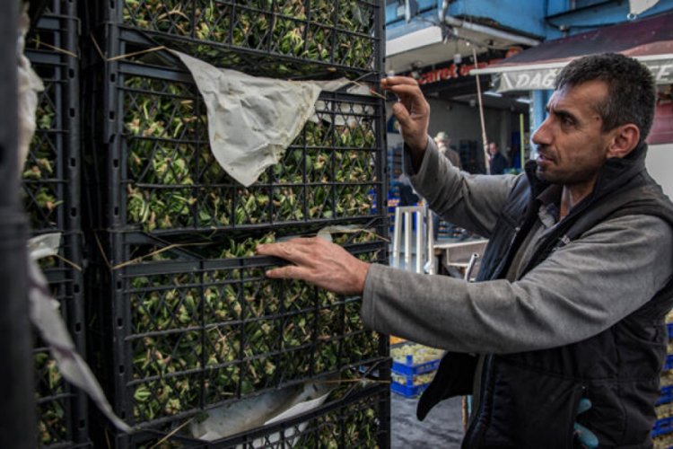 Halcilerden ıspanak mesajı: Kayba sebep olmamalı