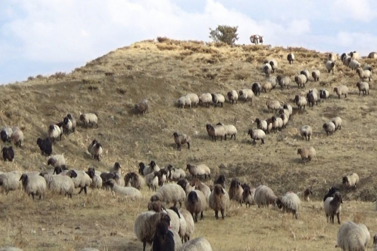 Buyuk Bas Hayvancilik Hayvancilik Faaliyetleri Ozellikle Da G Lik Bir Araziye Sahip Kirsal Kesimlerde On Plana Gecerek Birinci Derecede Etkili Ekonomik Ppt Indir