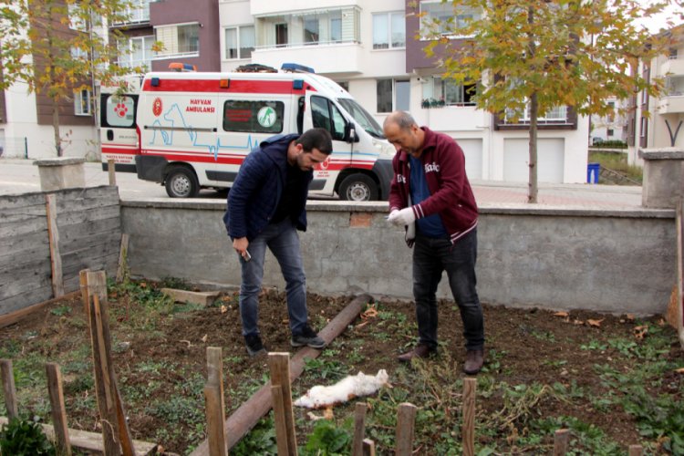 Bir haftada ayakları kopuk 5 kedi bulundu
