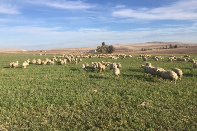 &Ccedil;oban uyudu, kayıp olan koyun s&uuml;r&uuml;s&uuml;n&uuml; jandarma buldu