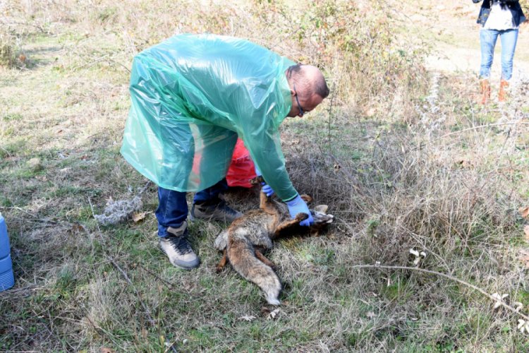 &Ccedil;an'da &ouml;l&uuml; bulunan hayvanlarla ilgili inceleme ve soruşturma