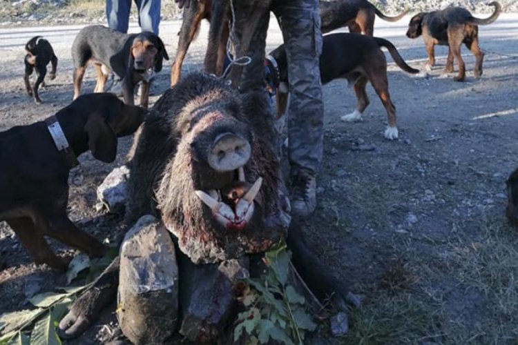 300 kiloluk yaban domuzu vuruldu