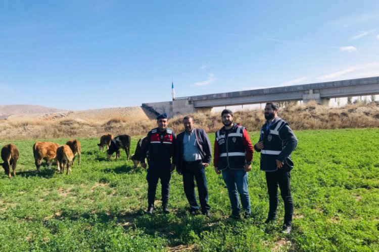 Kaybolan 8 b&uuml;y&uuml;kbaş hayvan i&ccedil;in polis ve jandarma seferber oldu