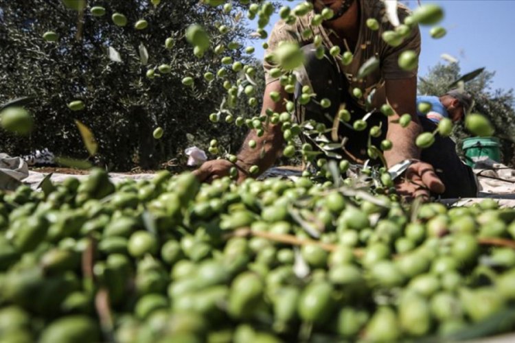 Yahudi yerleşimciler Filistinlilerin zeytinlerini &ccedil;aldı