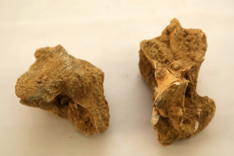 7-8 milyon yıl &ouml;ncesine ait omurgalı fosillerine ulaşıldı