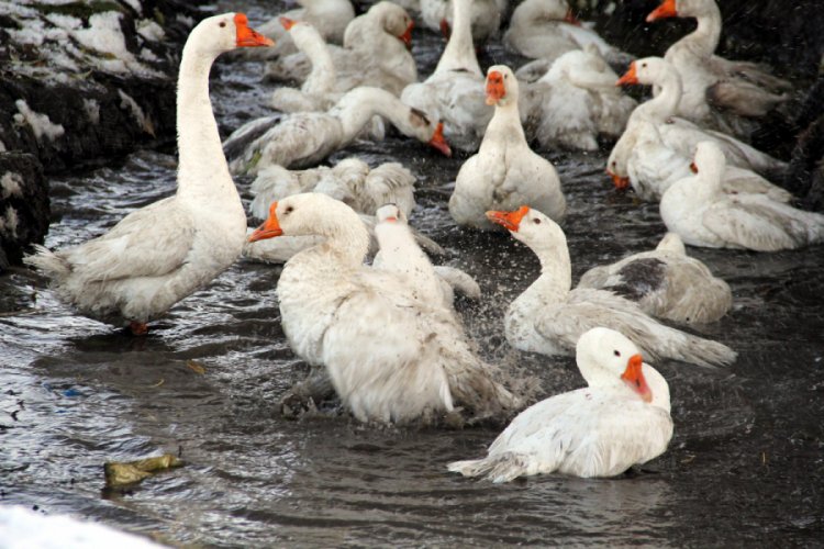 Kars'ta kar yağdı, kaz kesimi başladı