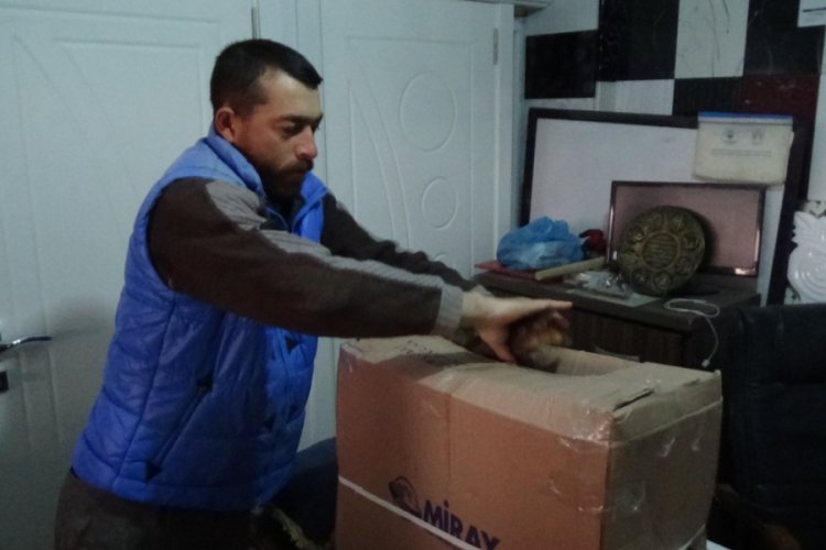 Avcının yaralı bulduğu orman &ccedil;ulluğu tedavi altına alındı